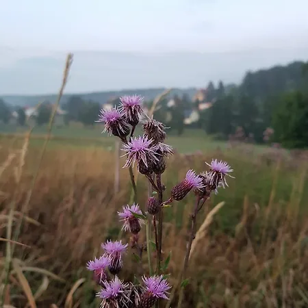 Sumpfmühle Am Tharander Wald Hotel
